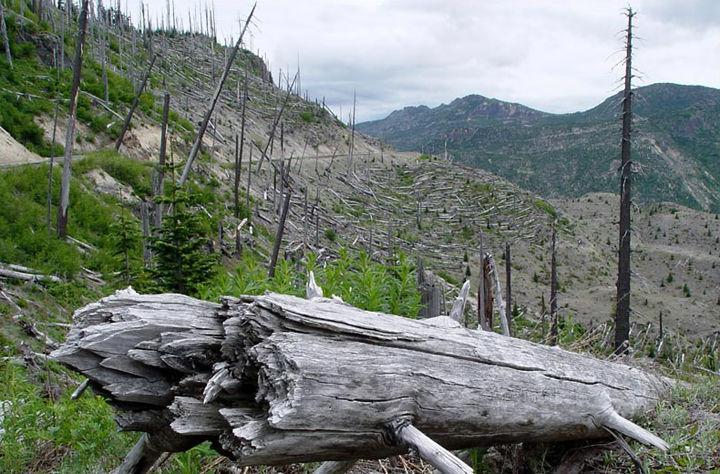 Trees lie devastated after an eruption at Mount Saint Helens in the summer of 2003. Alex Pfaff, an environmental economist who spoke at UT, helped inform students about the conservation efforts for developed and populated areas.