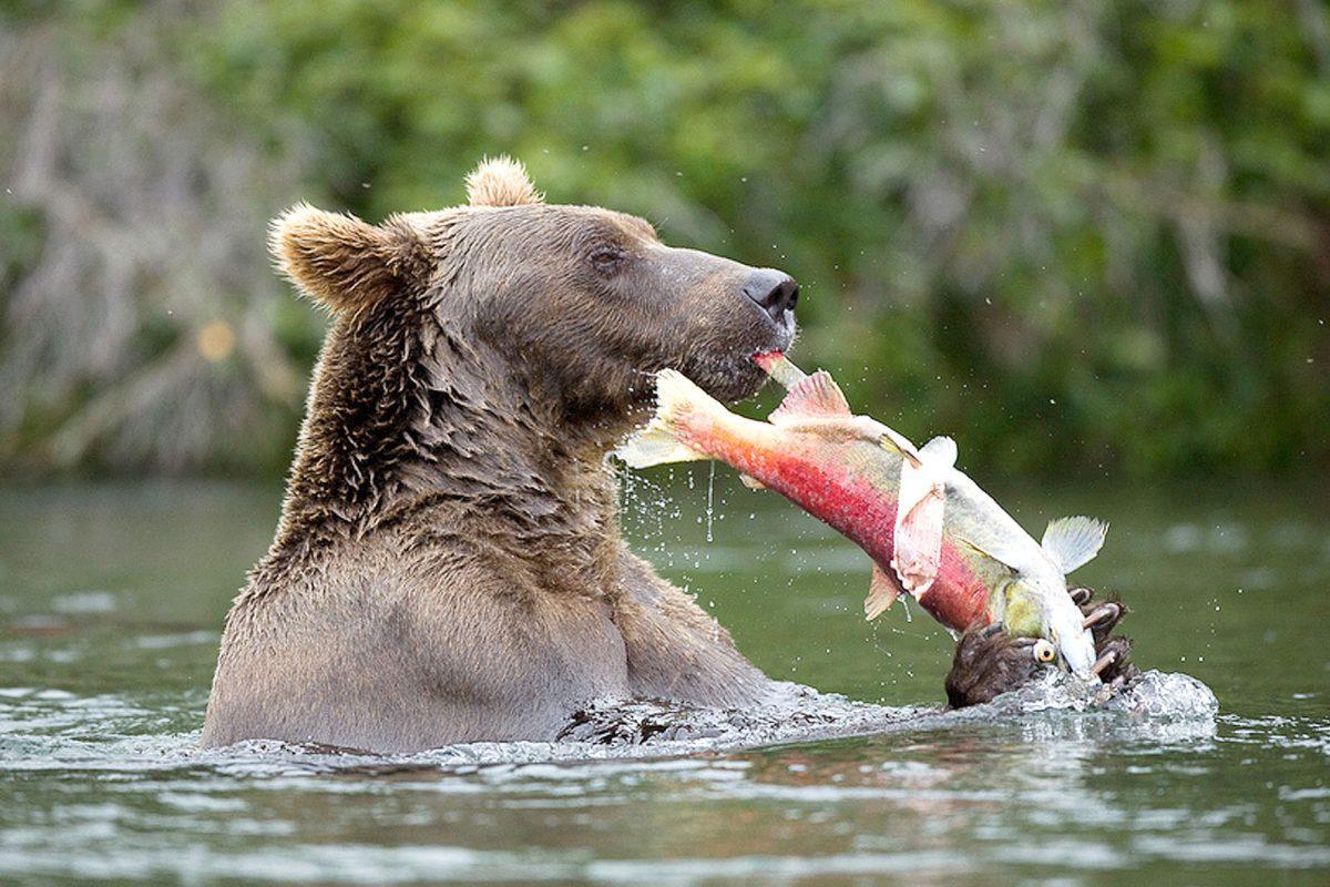 A brown bear quickly captures a fish in Brooks Falls.