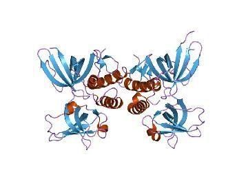 Oak Ridge, Berkeley research replication protein