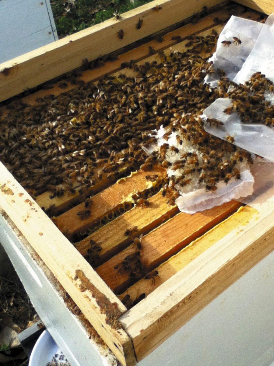 Jim Stovall, a professor at UT, keeps bees in his backyard.