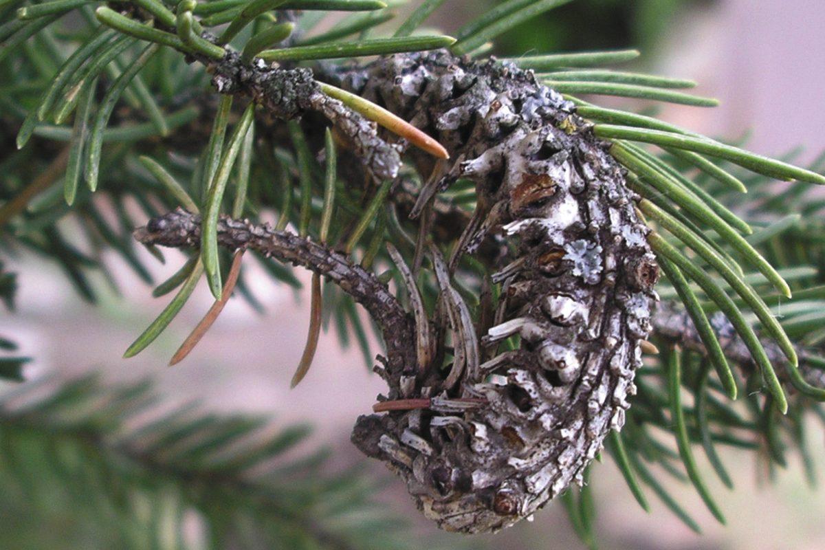 Aldegid, a small wooly bug, currently threatens the Eastern Hemlock trees in the Smoky Mountains.