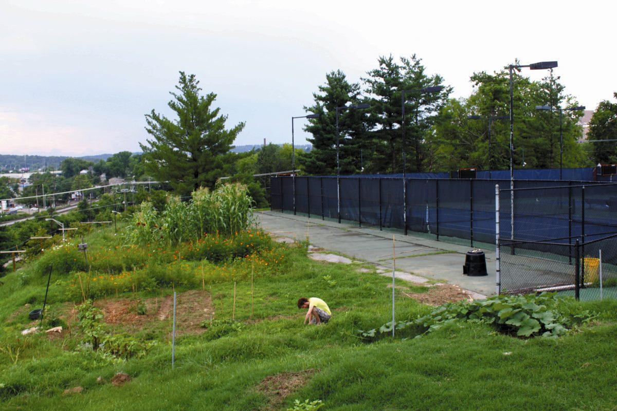 Hidden between tennis courts and a parking garage, the Project V.E.G.G.I.E. garden creates a learning opportunity and food for students.