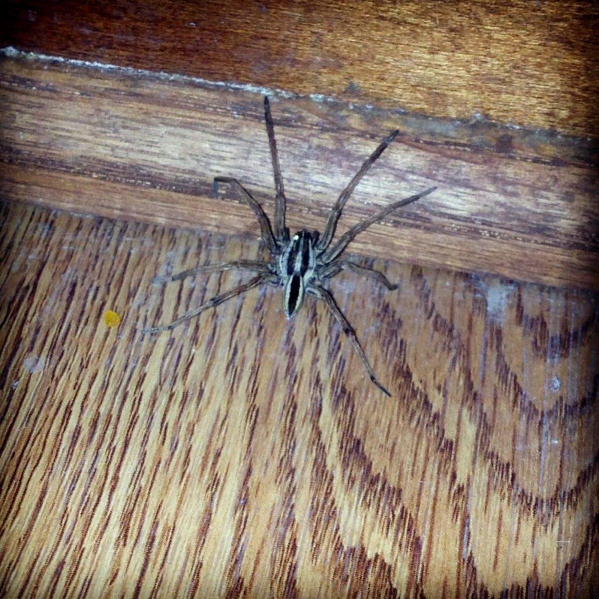 Kendall Selsor, junior in nutrition, found this wolf spider in her Knoxville kitchen.