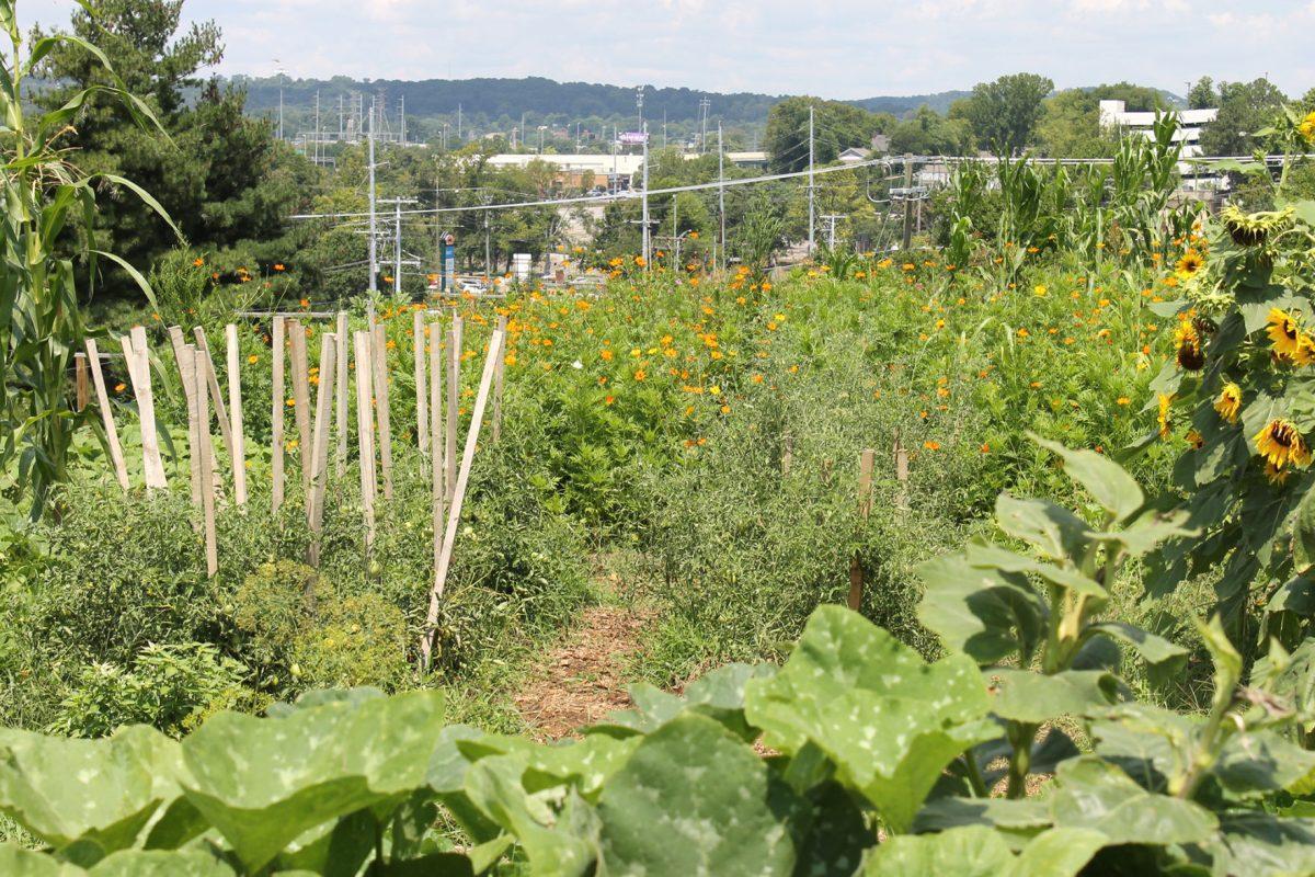 Project V.E.G.G.I.E. garden