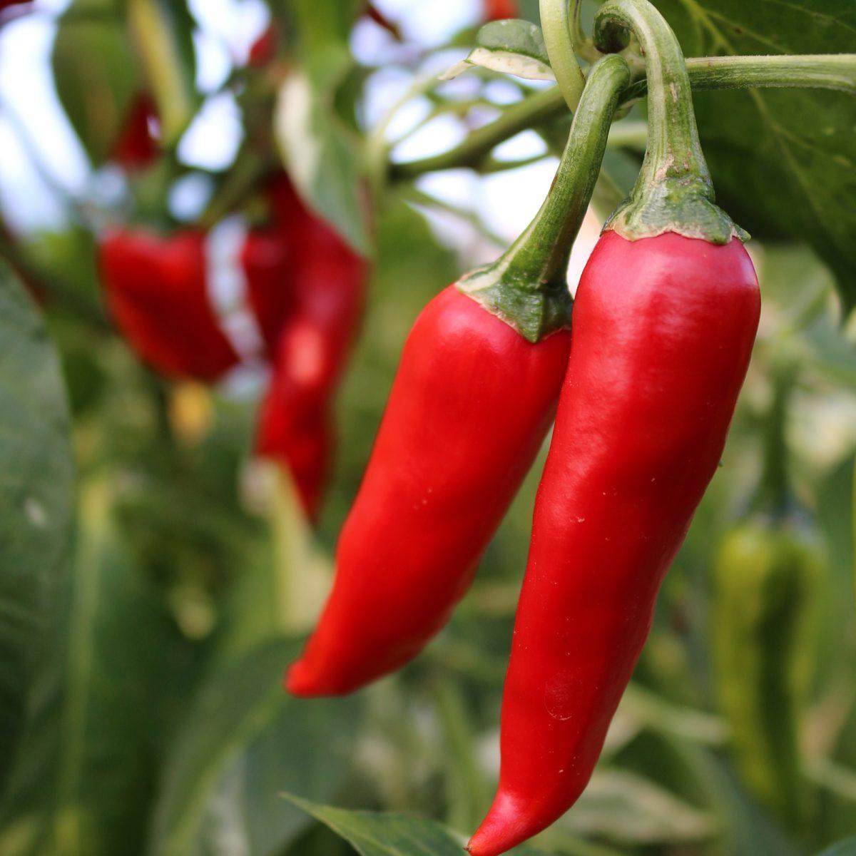 Peppers in Project V.E.G.G.I.E.'s garden