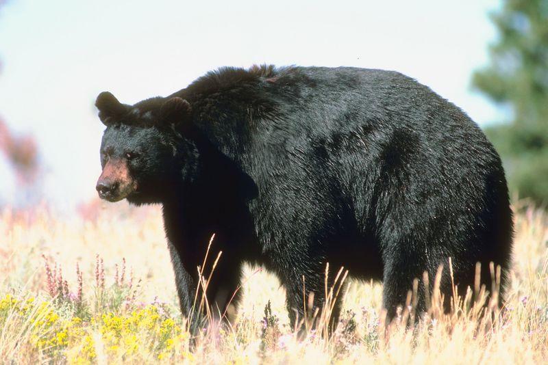 A North American Black Bear attack on a 16 year old led in early June park officials to euthanize a bear, like the one pictured here. Officials later realized they euthanized the wrong bear.