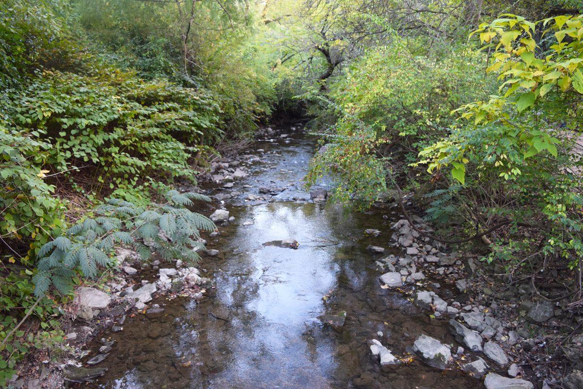 Many creeks and streams that run through and around UT campus face high levels of pollution.