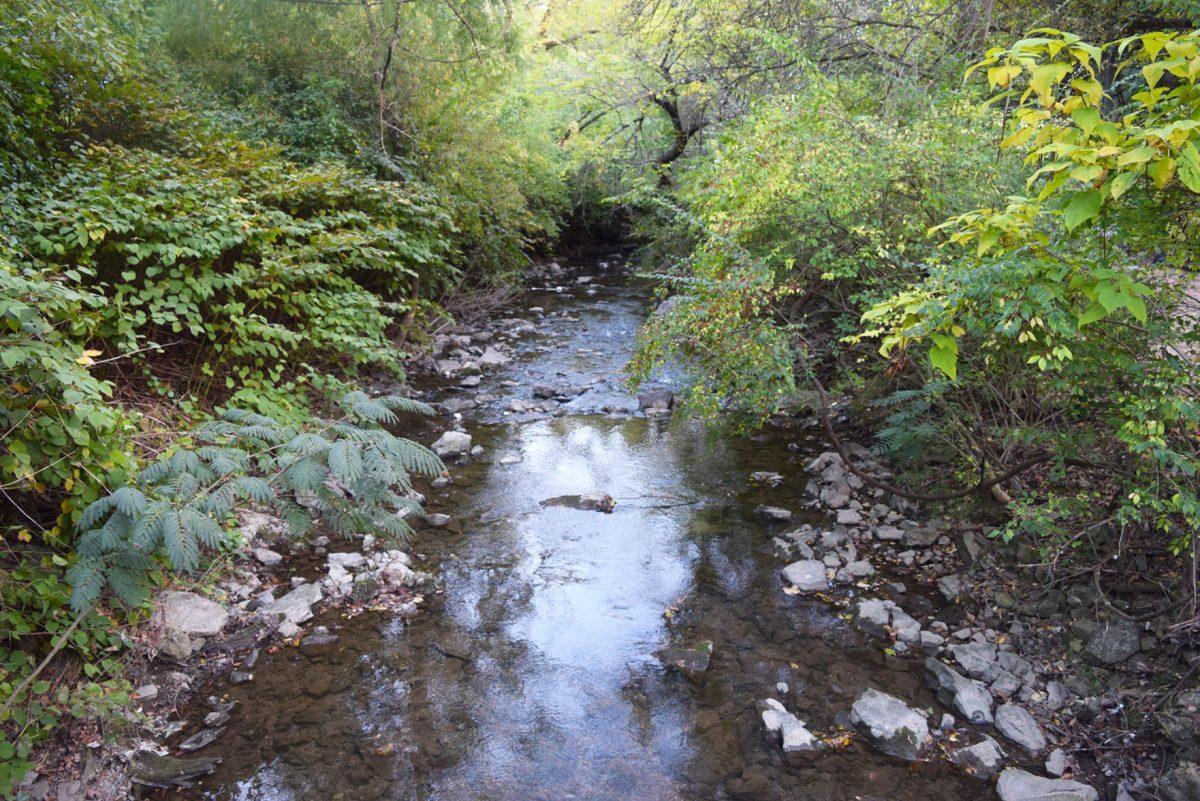 Many creeks and streams that run through and around UT campus face high levels of pollution.