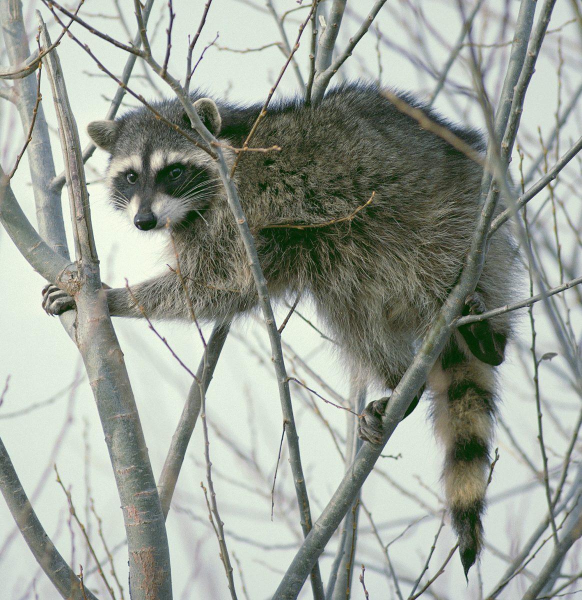 Sick raccoon spotted on Agriculture campus.