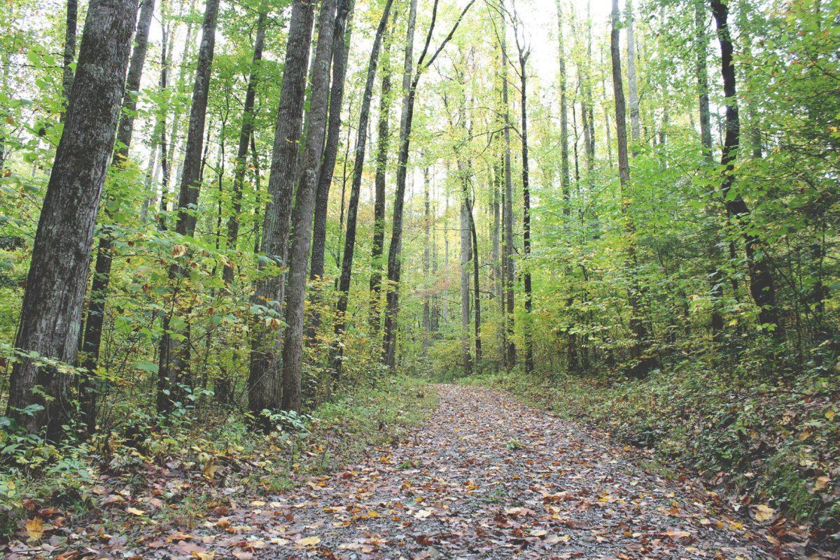 A trail in Ijams.