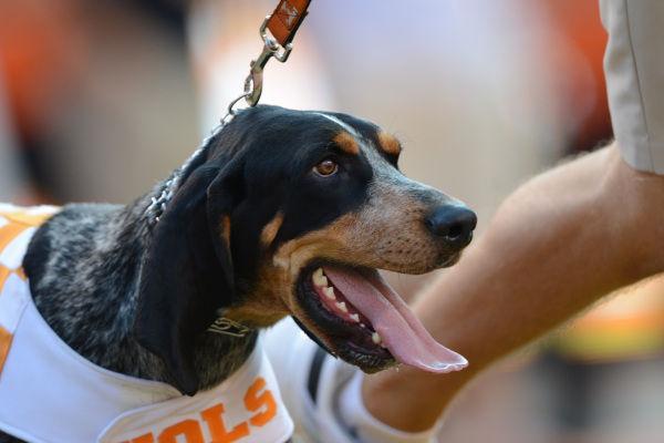 Smokey X relaxes during the Vols' home opener against Austin Peay on Aug. 31 at Neyland Stadium.