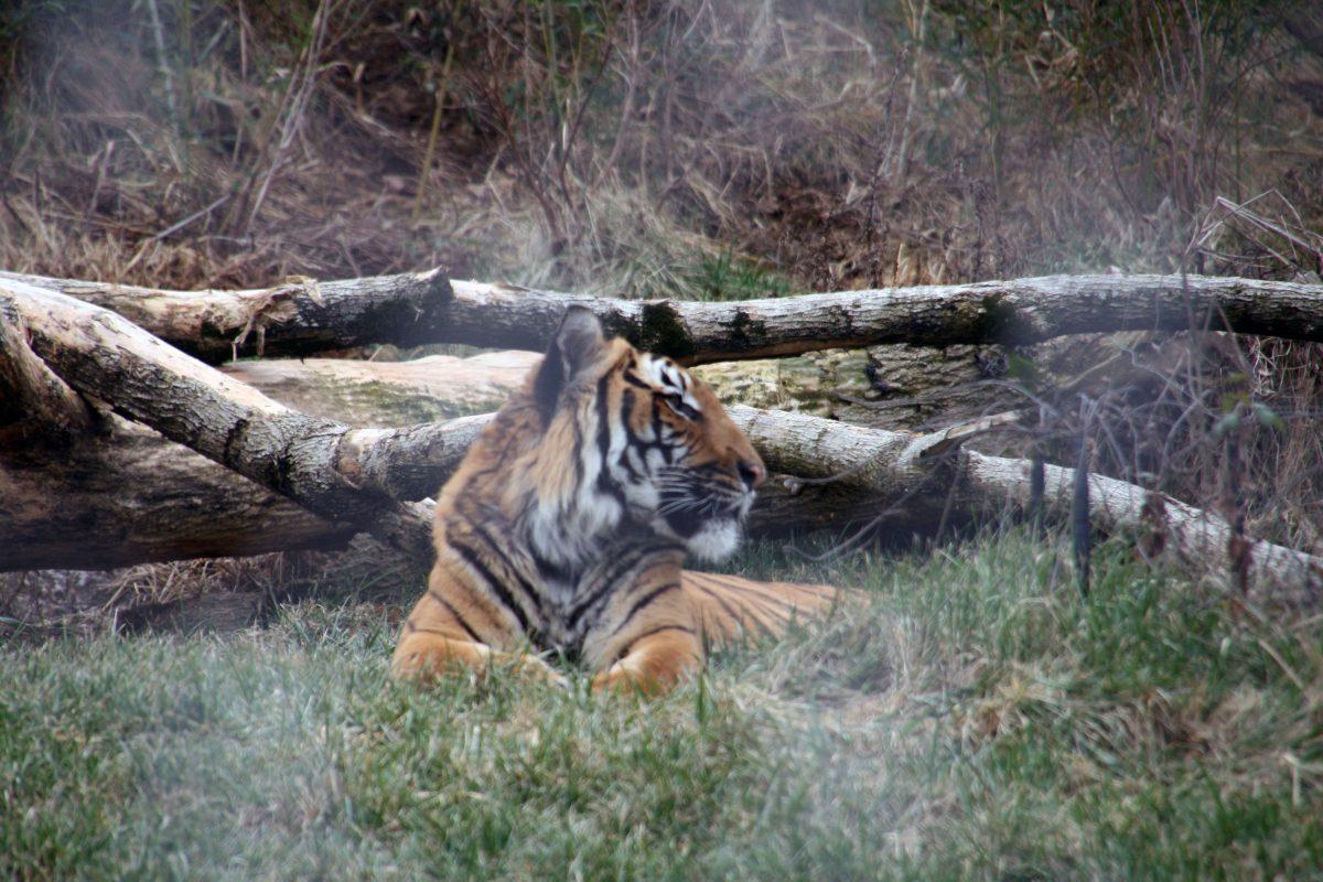 The Knoxville Zoo has a variety of animals on exhibit throughout the year.