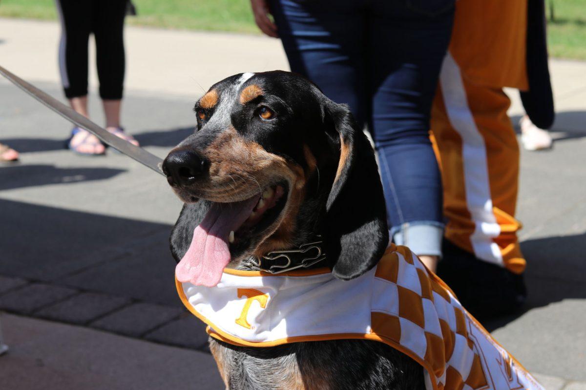 The Student Government Association is celebrating Smokey's 65th birthday Sept. 21, 2018 with a "pawty" on Ped Walkway. 