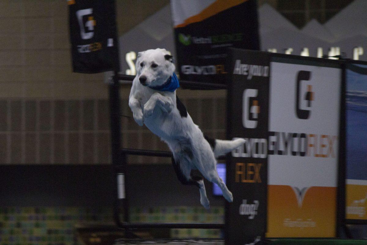 A dog competes in the Senior Big Air competition of the Dock Dogs 2018 World Championship on Saturday, October 13, 2018.
