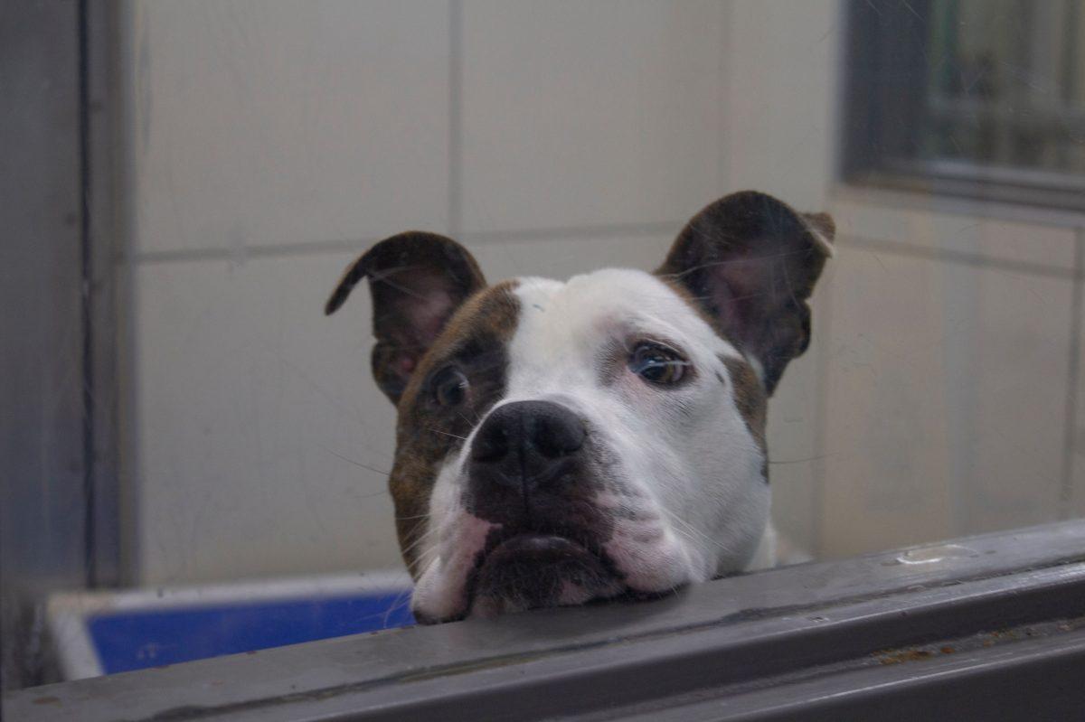 All animals except puppies can be adopted for $20 during their "Empty the Shelters" event on Saturday, December 1, 2018.
