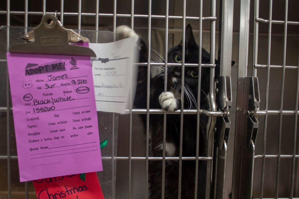 All animals except puppies can be adopted for $20 during their "Empty the Shelters" event on Saturday, December 1, 2018.