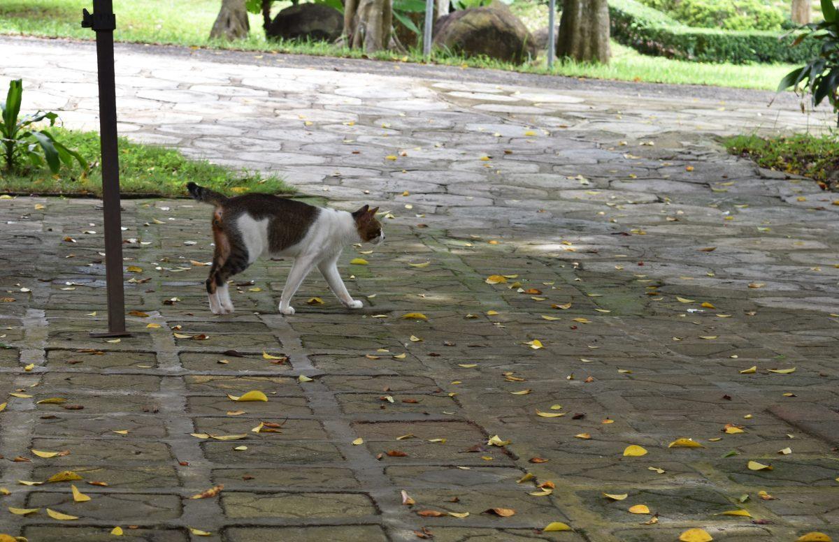 Feral cats are defined as the offspring of unneutered cats abandoned by their owners, or adult cats that were abandoned so long ago that they have reverted to a wild state.