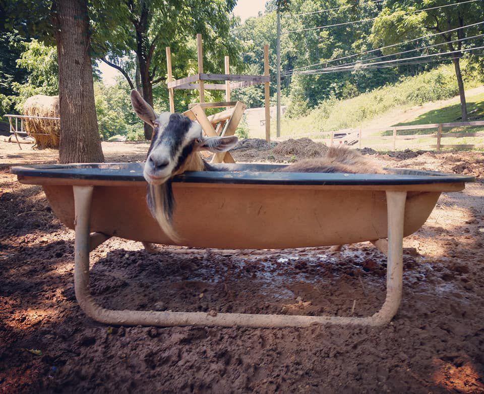 A sleepy goat poses for a photo at Sundress Academy.