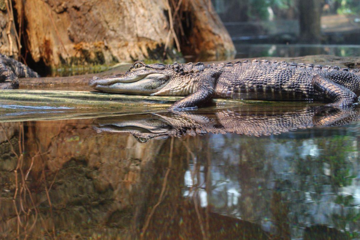 An alligator rests on a log at the Tennessee Aquarium in Chattanooga. 
