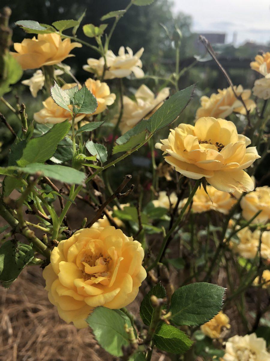 UT Gardens