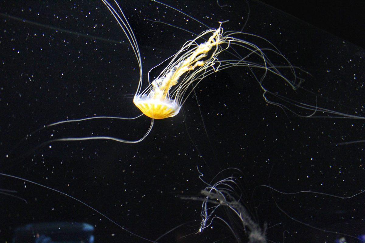 A jellyfish at the Tennessee Aquarium in Chattanooga. 