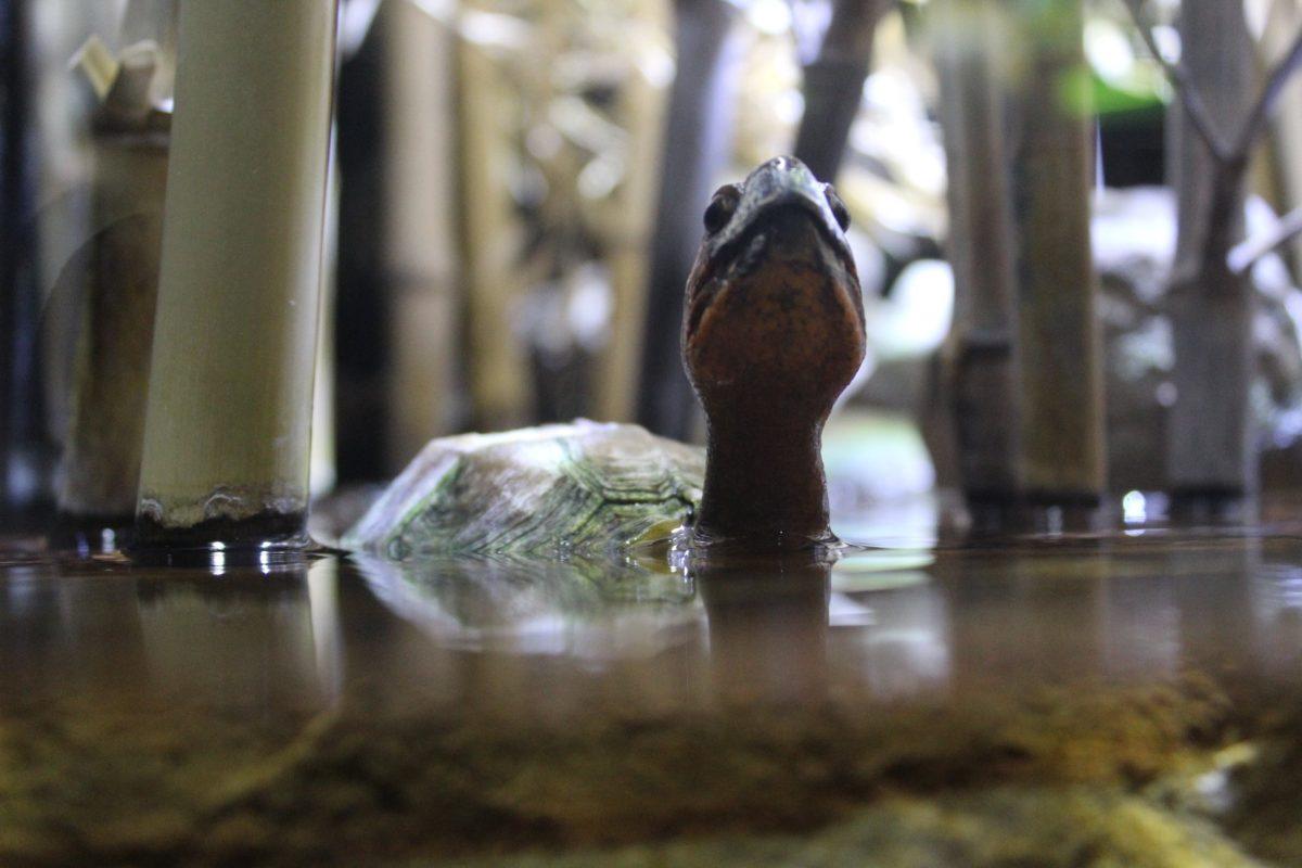 A turtle peeks his neck out of the water at the Tennessee Aquarium in Chattanooga. 