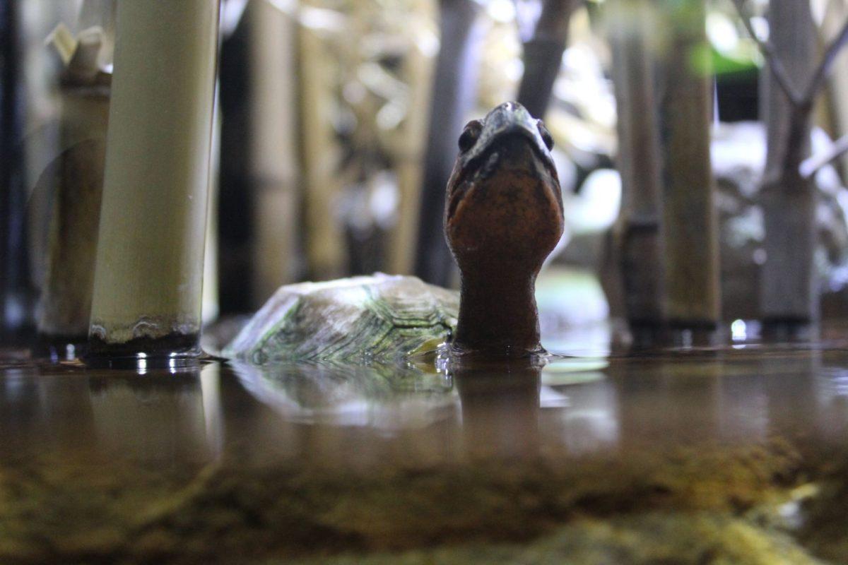 A turtle peeks his neck out of the water at the Tennessee Aquarium in Chattanooga. 