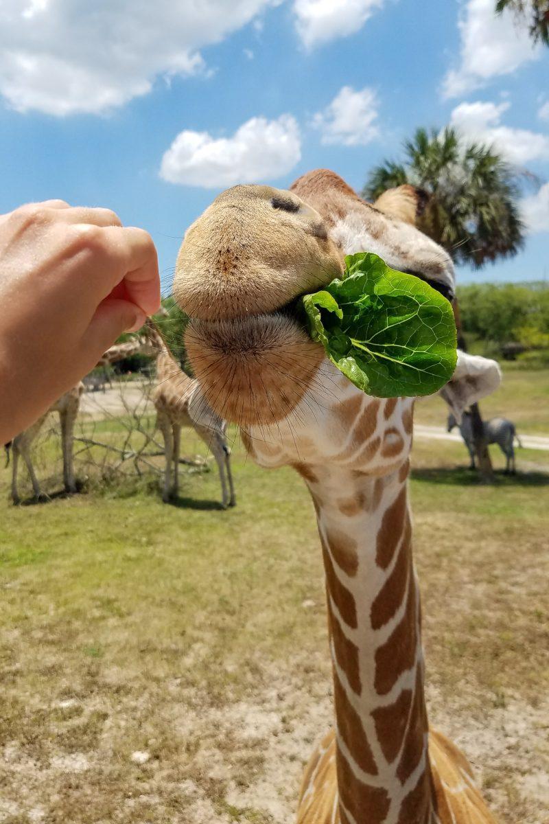 Busch Garden's Serengeti Safari tour in Tampa, Florida offers passengers a chance to feed the park's giraffes. 