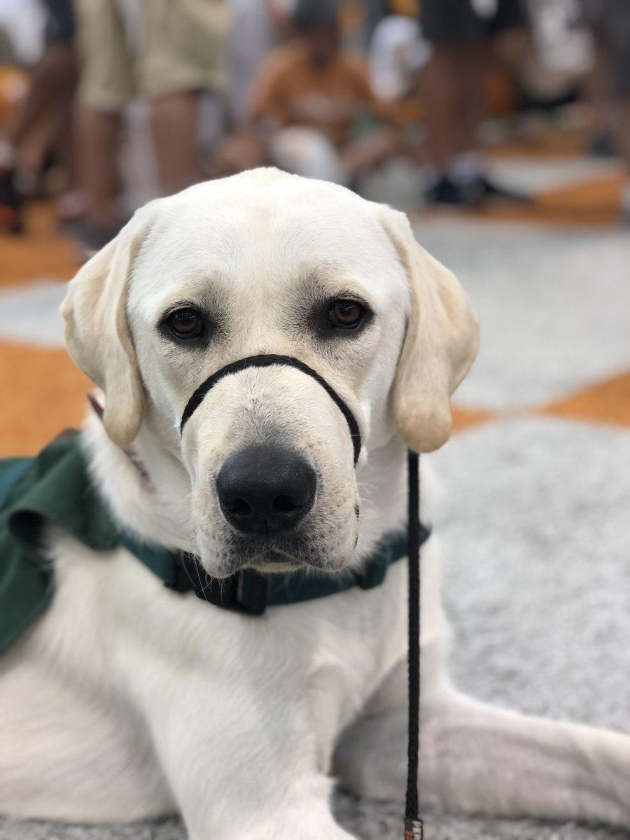 Tango the service dog poses on a checkerboard field.