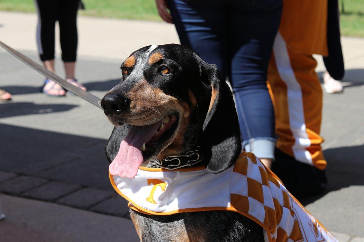 The Student Government Association is celebrating Smokey's 65th birthday Sept. 21, 2018 with a "pawty" on Ped Walkway. 