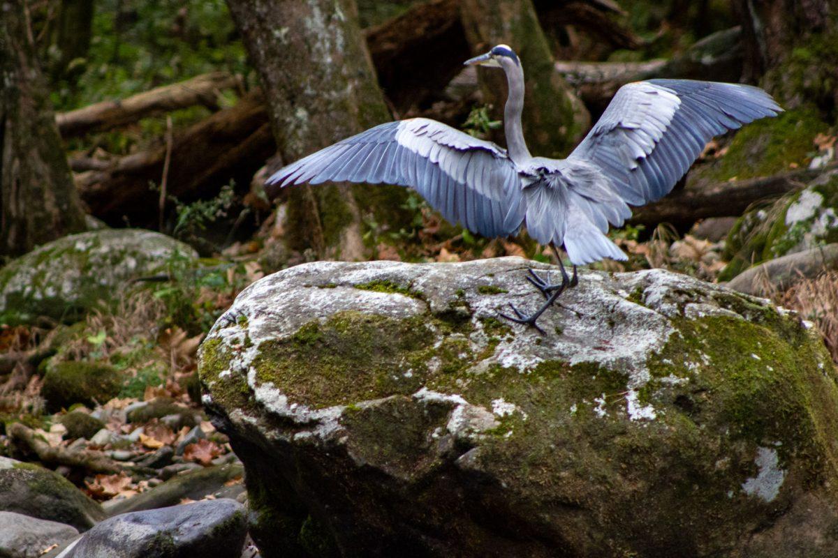 Elkmont offers a fantastic chance to spot wildlife, including this Great Blue Heron near the Little River.
