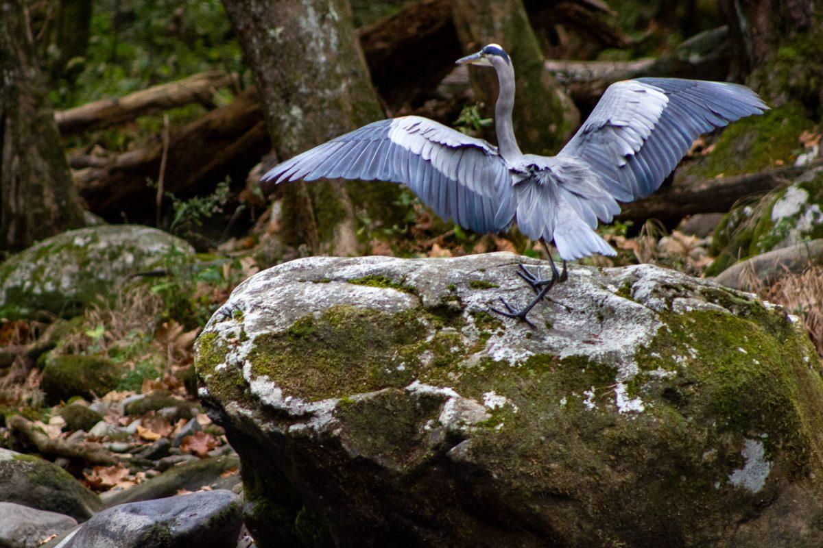 Elkmont offers a fantastic chance to spot wildlife, including this Great Blue Heron near the Little River.
