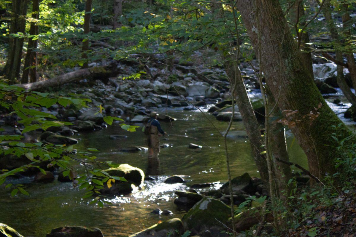 A fisherman casts a line in the Little River near Elkmont in the Great Smoky Mountains National Park.