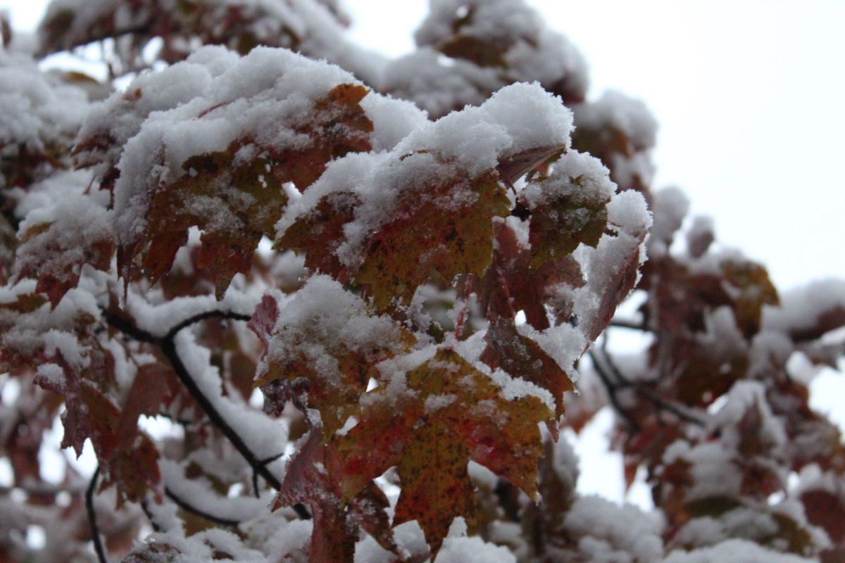 Knoxville was covered with snow after an early cold front passed over the city on Tuesday, November 12, 2019.