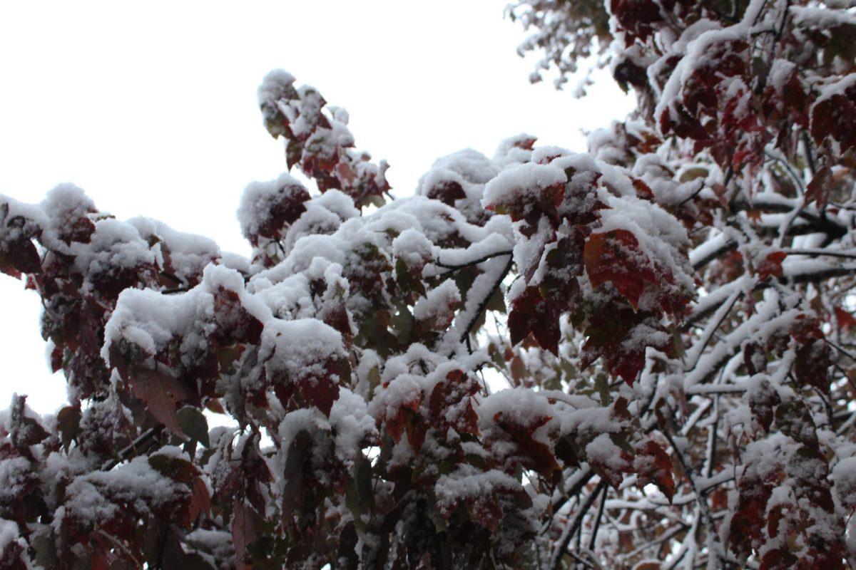 Knoxville was covered with snow after an early cold front passed over the city on Tuesday, November 12, 2019.