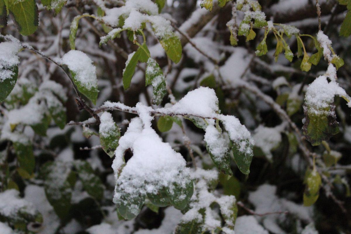 Knoxville was covered with snow after an early cold front passed over the city on Tuesday, November 12, 2019.