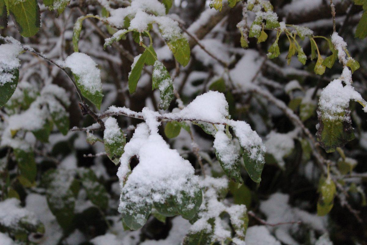 Knoxville was covered with snow after an early cold front passed over the city on Tuesday, November 12, 2019.