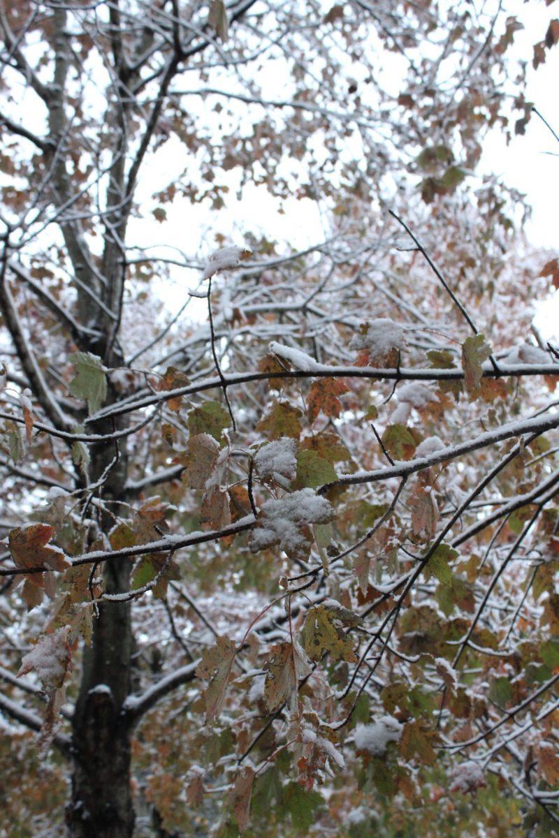 Knoxville was covered with snow after an early cold front passed over the city on Tuesday, November 12, 2019.