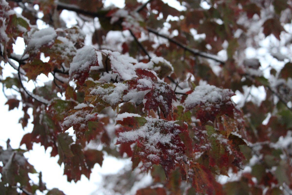 Knoxville was covered with snow after an early cold front passed over the city on Tuesday, November 12, 2019.