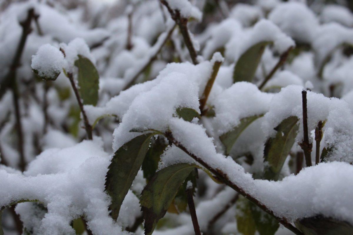 Knoxville was covered with snow after an early cold front passed over the city on Tuesday, November 12, 2019.