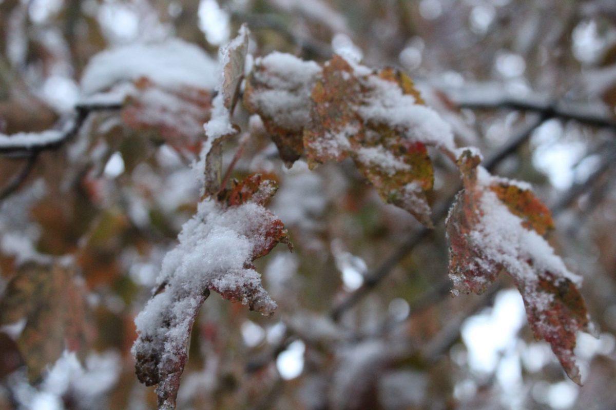 Knoxville was covered with snow after an early cold front passed over the city on Tuesday, November 12, 2019.