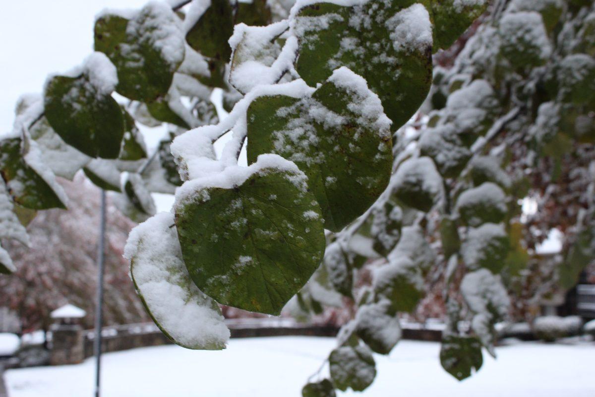 Knoxville was covered with snow after an early cold front passed over the city on Tuesday, November 12, 2019.