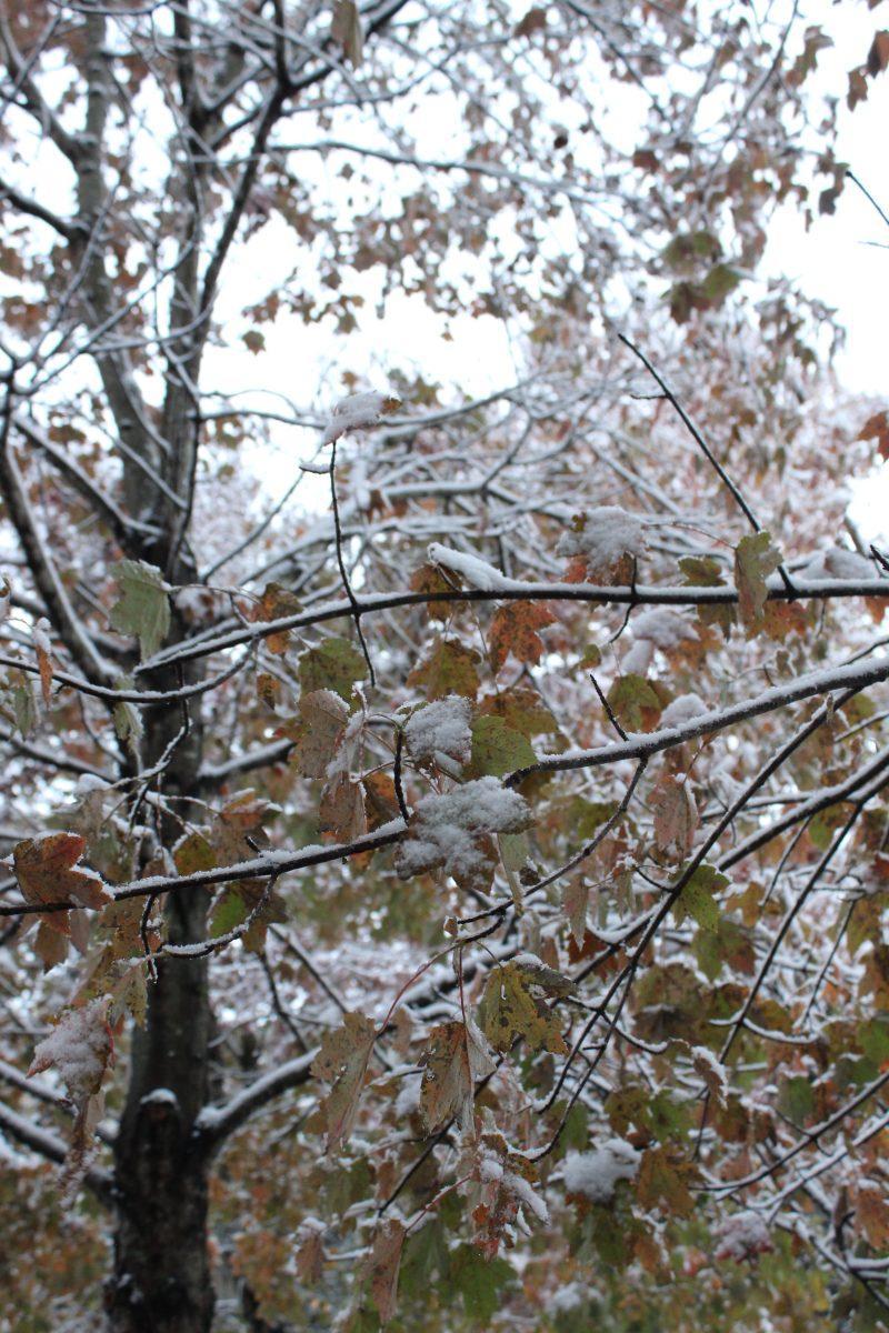 Knoxville was covered with snow after an early cold front passed over the city on Tuesday, November 12, 2019.