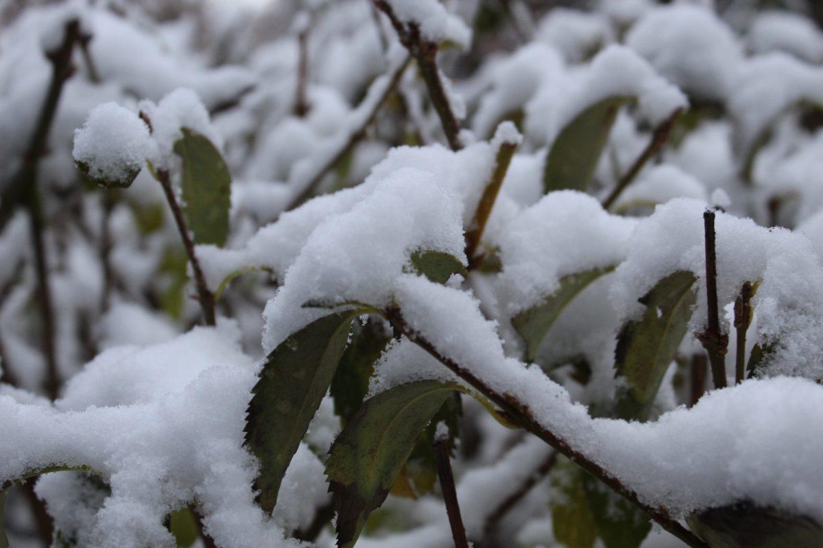 Knoxville was covered with snow after an early cold front passed over the city on Tuesday, November 12, 2019.