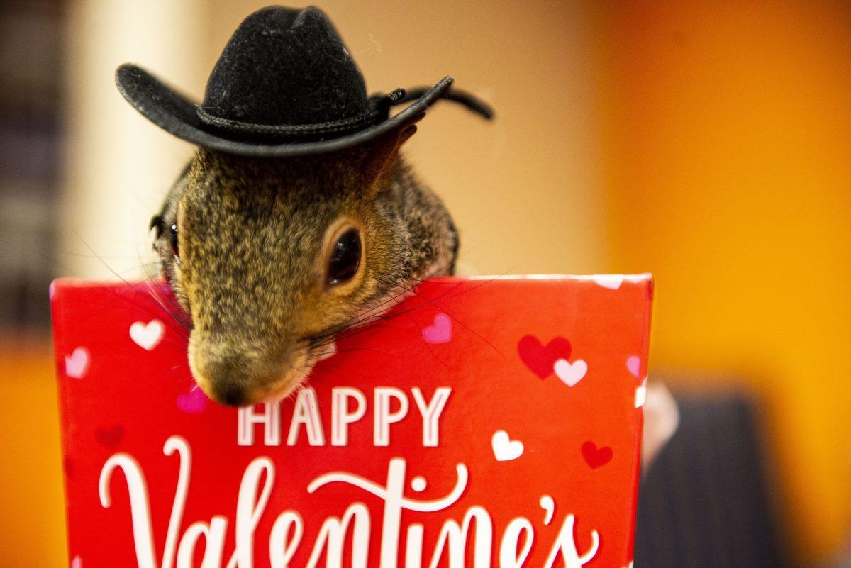 Sinan the Squirrel