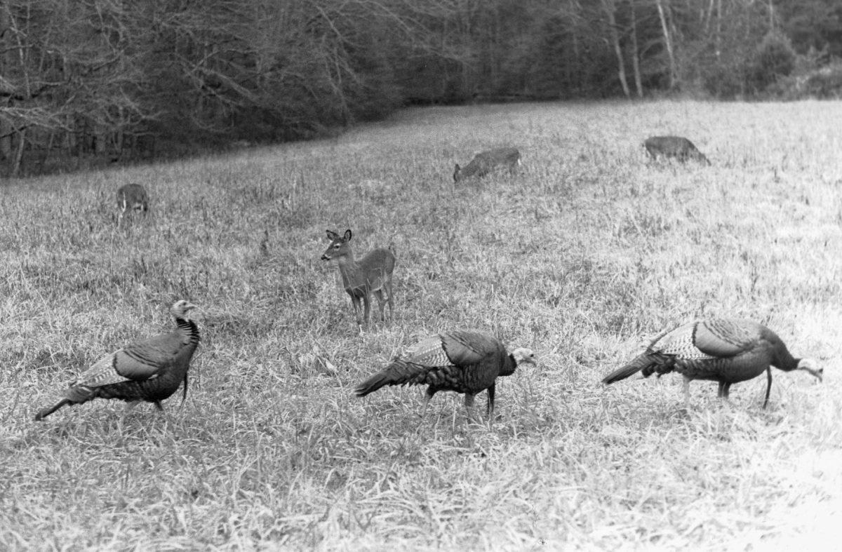 Cades Cove Loop in the Great Smoky Mountains National Park is a great place to spot wildlife, including turkeys and deer. This area of the park also has access to several popular hiking trails like Abrams Falls.