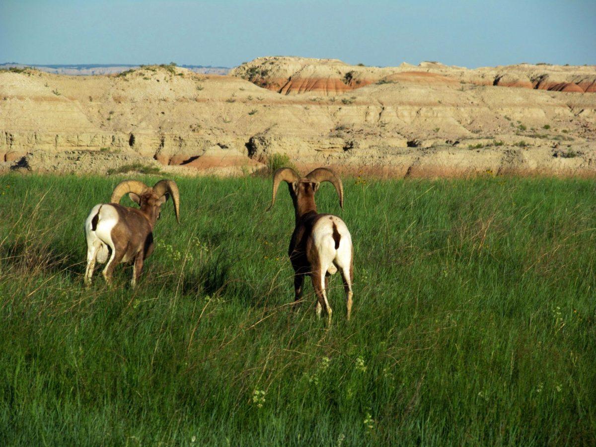Big horn sheep seen in Badlands National Park, South Dakota.