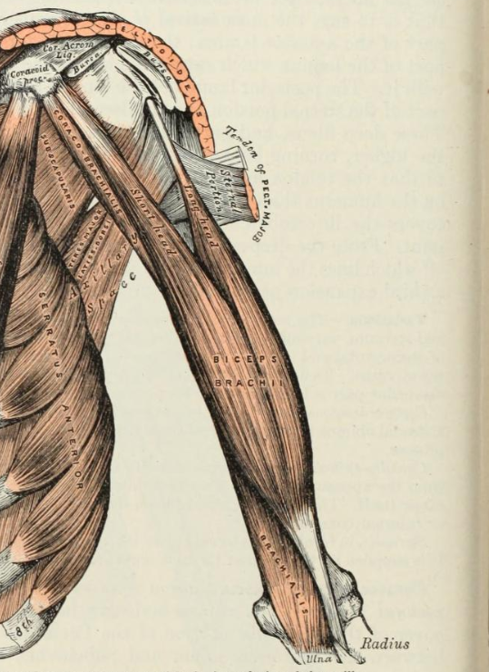 Anatomy of the biceps brachii and the brachialis.