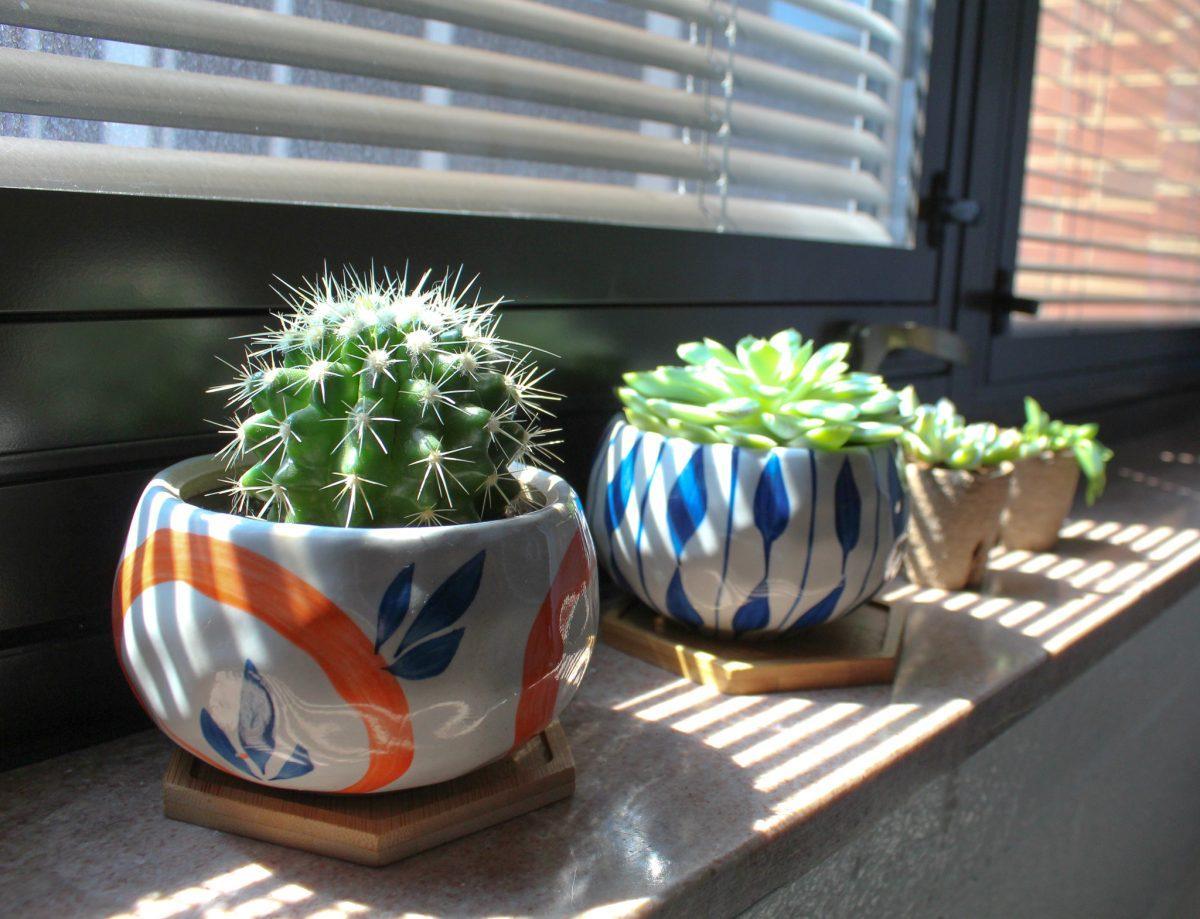Karoline Hobock, sophomore, has four plants she takes care of in her dorm room in Hess Hall. The plants pictured from left to right - Golden Barrel Cactus, Arctic Ice, a String of Bananas, and a Topsy Turvy. 
