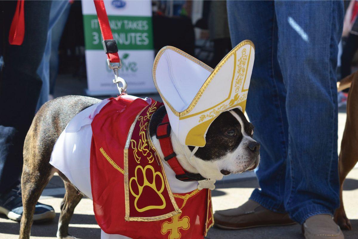 Pups and their owners dressed in festive costumes to march in the Mardi-Growl pet parade on Mar. 4, 2018.
